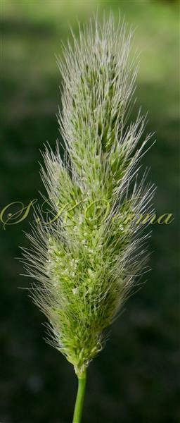  Inflorescence